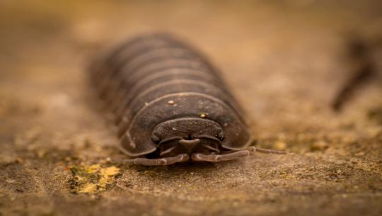 Konny and the blues — Tagebuch eines 26-Beiners