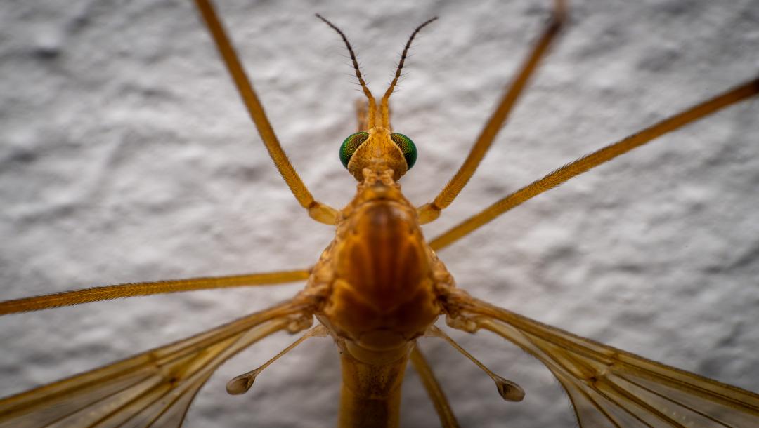 Die spanische Mücke