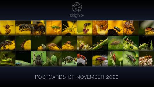 Im November auf skigh.tv