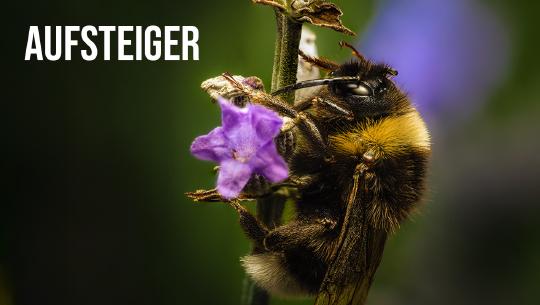 Episode 2: Aufsteiger