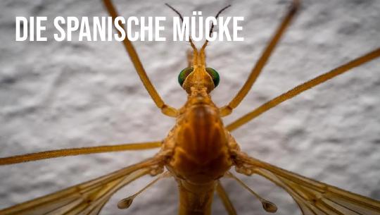 Episode 8: Die spanische Mücke