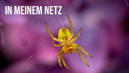 Episode 11: In einem Netz