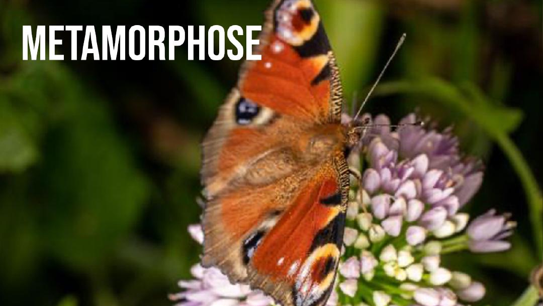 Episode 14: Metamorphose