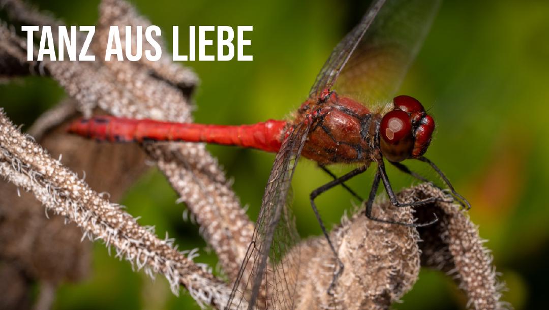 Episode 16: Tanz aus Liebe